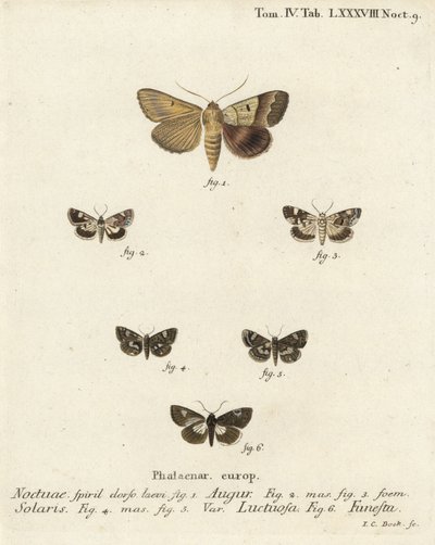 Dardo duplo ou fuligem, Graphiphora augur 1, ombro pálido, Acontia lucida 2,3, traça de quatro pontos, Tyta luctuosa 4,5, e traça druida, Aedia funesta 6. Gravura em chapa de cobre colorida à mão por Johann Carl Bock depois do Die Sch de Eugenius Johann Ch de Johann Carl Bock