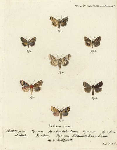 Dusky sallow, Eremobia ochroleuca 1,4, Cynaeda dentalis 2,3, orelha traça, Amphipoea oculea 5,6, e Mesapamea secalis 7. gravura em chapa de cobre colorida à mão por Johann Carl Bock após Die Schmetterlinge de Eugenius Johann Christoph Esper em Abbild de Johann Carl Bock