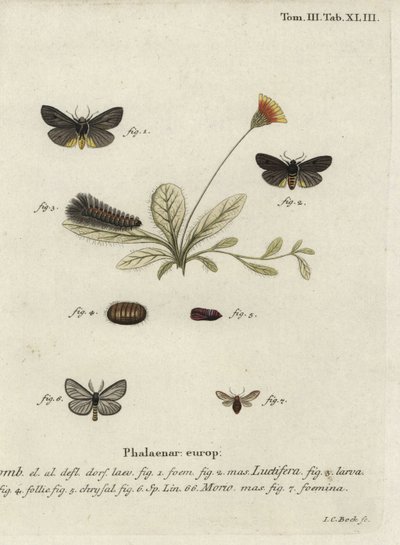 Epatolmis caesarea e Penthophera morio moths. de Johann Carl Bock
