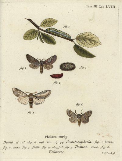 Figura de oito, engolir traça proeminente e Drymonia velitaris. de Johann Carl Bock