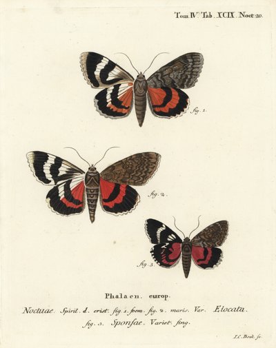 Subwing vermelho francês, Catocala elocata 1,2, e carmesim escuro variedade underwing, Catocala sponsa 3. gravura em chapa de cobre colorida à mão por Johann Carl Bock após Die Schmetterlinge de Eugenius Johann Christoph Esper em Abbildungen nach der Natur de Johann Carl Bock