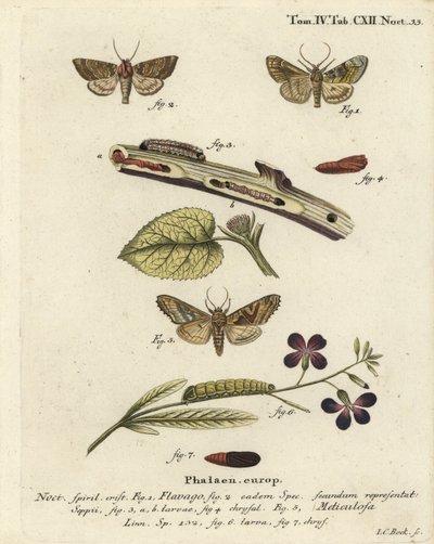 Mariposa laranja fosca, Gortyna flavago 1,2, e tonalidades angulares, Phlogophora meticulosa 3-7 . Gravura em chapa de cobre colorida à mão por Johann Carl Bock após Eugenius Johann Christoph Esper