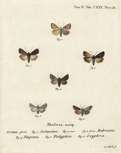 Dardo de jardim, Euxoa nigricans 1-3, Hadena filograna 4, brocado antirrhinum, Calophasia platyptera 5, Simyra nervosa 6. gravura em chapa de cobre colorida à mão por Johann Carl Bock depois de Eugenius Johann Christoph Esper