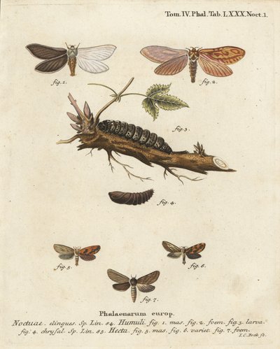 Traça fantasma, Hepialus humuli 1-4, e rápido de ouro, Phymatopus hecta 5-7. Gravura em chapa de cobre colorida à mão por Johann Carl Bock depois de Eugenius Johann Christoph Esper