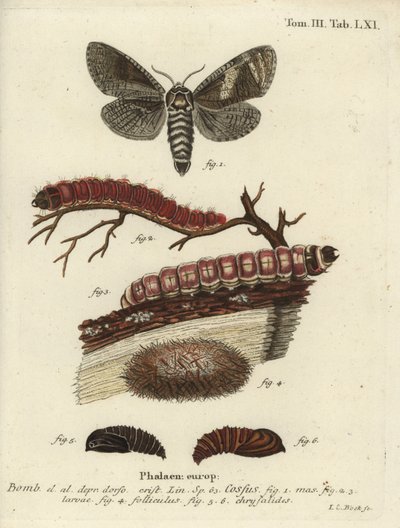 Bode, Cossus cossus. de Johann Carl Bock