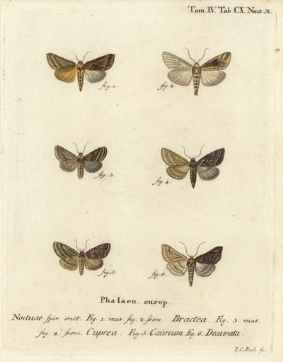 Gold spangle, Autographa bractea 1,2, Euchalcia modestoides 3,4, Lamprotes c-aureum 5 e Panchrysia deaurata 6. Gravura em chapa de cobre colorida à mão por Johann Carl Bock após Eugenius Johann Christoph Esper