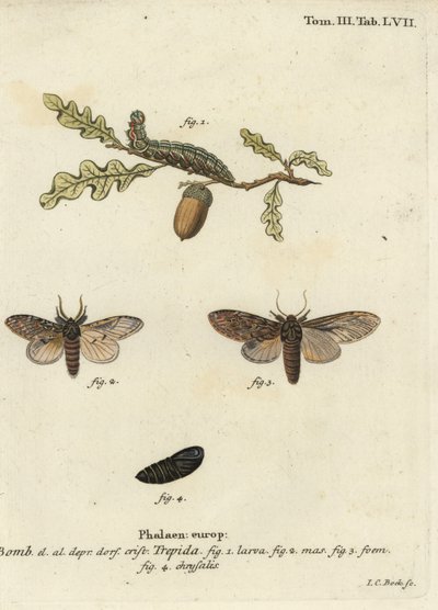 Grande destaque, Peridea anceps. de Johann Carl Bock