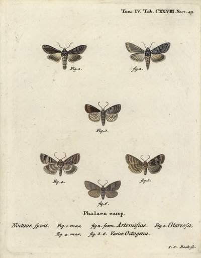 Tubarão verde com manchas prateadas, Cucullia argentea 1,2, rústico outonal, Eugnorisma glareosa 4, figura de oitenta, Tethea ocularis 4-6. Gravura em chapa de cobre colorida à mão por Johann Carl Bock após Die Schmetterlinge, de Eugenius Johann Christoph  de Johann Carl Bock
