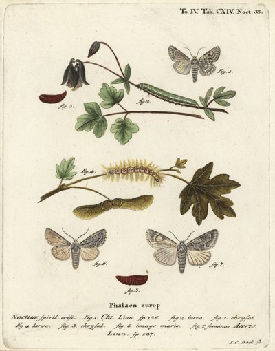 Grey chi, Antitype chi 1 e mariposa sycamore, Acronicta aceris 2-7. Gravura em chapa de cobre colorida à mão por Johann Carl Bock após Die Schmetterlinge, de Eugenius Johann Christoph Esper em Abbildungen nach der Natur, Erlangen de Johann Carl Bock