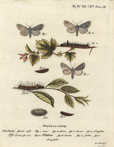 Adaga cinzenta, Acronicta psi 1-4, e adaga escura, Acronicta tridens 5-8. Gravação em chapa de cobre colorida à mão por Johann Carl Bock após Die Schmetterlinge de Eugenius Johann Christoph Esper em Abbildungen nach der Natur, Erlangen. de Johann Carl Bock