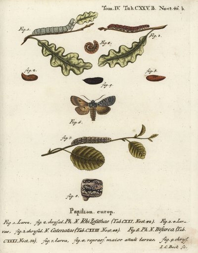 Nó de ombro cinzento, Lithophane ornitopus 1,2, castanho-avermelhado, Agrochola helvola 3-5, conformista, Lithophane furcifera 6-9. Gravura em chapa de cobre colorida à mão por Johann Carl Bock após Eugenius Johann Christoph Esper
