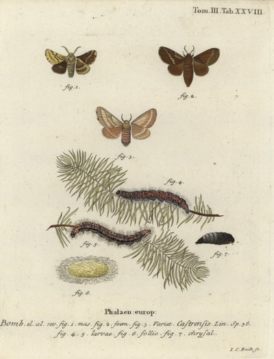 Traça terrestre de lacaio, Malacosoma castrense. de Johann Carl Bock