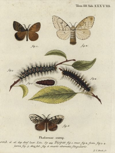 Traça cigana, Lymantria dispar. de Johann Carl Bock