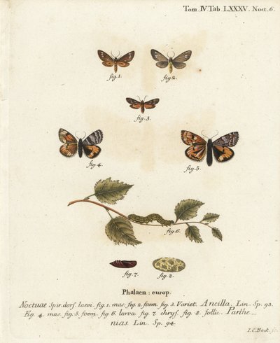 Traça da serva, Dysauxes ancilla 1-3, e Underwing laranja, Archiearis parthenias 4-8. Gravura em chapa de cobre colorida à mão por Johann Carl Bock após Die Schmetterlinge, de Eugenius Johann Christoph Esper em Abbildungen nach der Natur, Erlangen de Johann Carl Bock