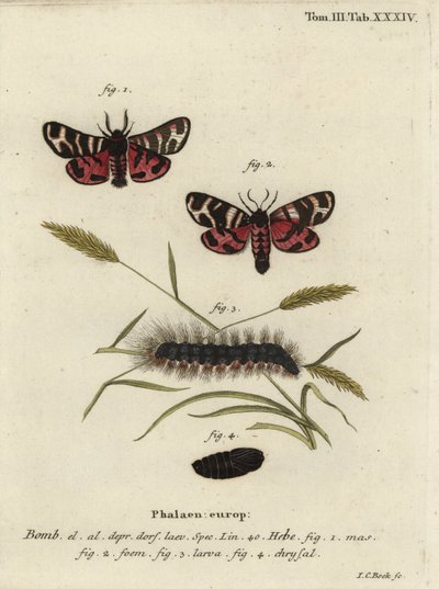 Traça tigre Hebe, Arctia festiva. de Johann Carl Bock