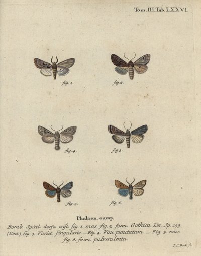 Personagem hebraico, castanho-preto, mariposa pequena, etc. de Johann Carl Bock