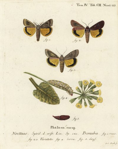 Grande underwing amarelo, Noctua pronuba, e variedades. Gravura em chapa de cobre colorida à mão por Johann Carl Bock após Eugenius Johann Christoph Esper