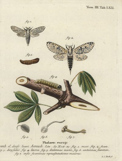 Traça leopardo, Zeuzera pyrina. de Johann Carl Bock