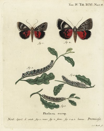 A mariposa ligeira, Catocala promissa. Gravura em chapa de cobre colorida à mão por Johann Carl Bock depois do Die Schmetterlinge de Eugenius Johann Christoph Esper em Abbildungen nach der Natur, Erlangen de Johann Carl Bock