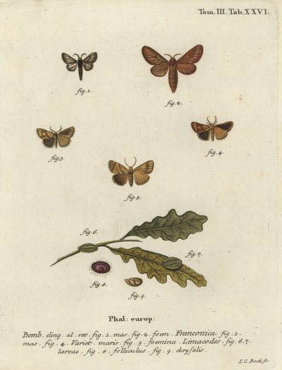 Malacosoma franconicum traça e festoon, Apoda limacodes. de Johann Carl Bock