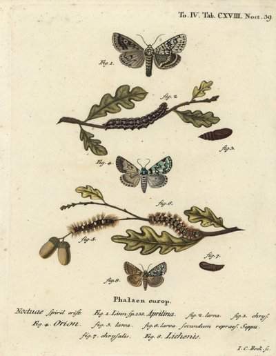 Merveille du jour, Dichonia aprilina 1-4, Merveille du jour, Moma alpium 5-7, e Cryphia muralis verde marmorizado 8. gravura em chapa de cobre colorida à mão por Johann Carl Bock depois de Eugenius Johann Christoph Esper