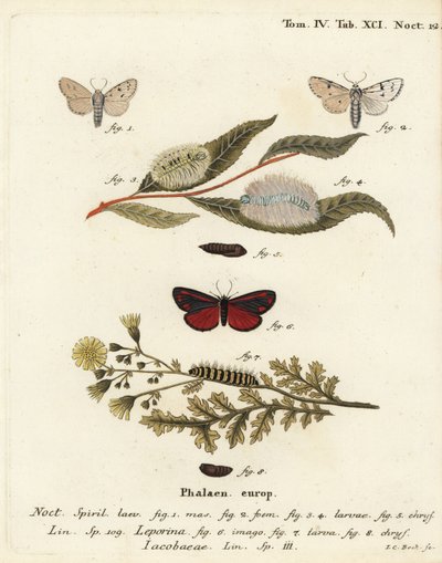 Traça Miller, Acronicta leporina 1-5, e traça cinabar, Tyria jacobaeae 6-8. Gravura em chapa de cobre colorida à mão por Johann Carl Bock após Eugenius Johann Christoph Esper