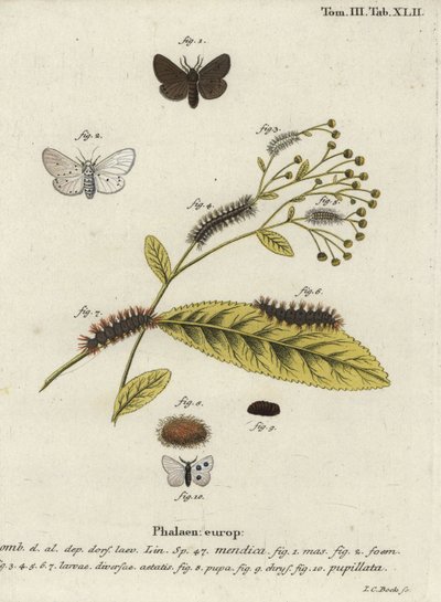 Traça Muslin, Diaphora mendica. de Johann Carl Bock