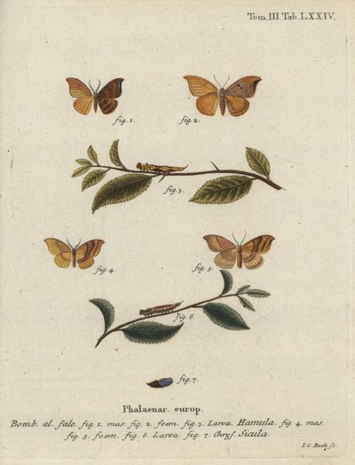 Gancho de carvalho e gancho de barrado. de Johann Carl Bock