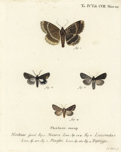 Velha senhora ou subwing preto, Mormo maura 1, alquimista oriental, Aedia leucomelas 2, e Dypterygia scabriuscula 3,4. Gravura em chapa de cobre colorida à mão por Johann Carl Bock depois de Eugenius Johann Christoph Esper