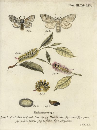 Pale tussock, Calliteara pudibunda. de Johann Carl Bock