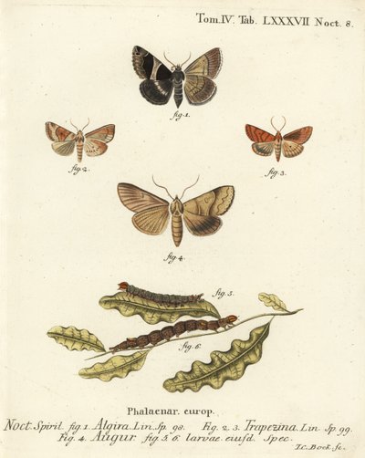 Traça-passageiro, Dysgonia algira 1, dun-bar, Cosmia trapezina 2-3, dardo duplo ou fuligem, Graphiphora augur 4, larvas 5-6. Gravura em chapa de cobre colorida à mão por Johann Carl Bock após Eugenius Johann Christoph Esper