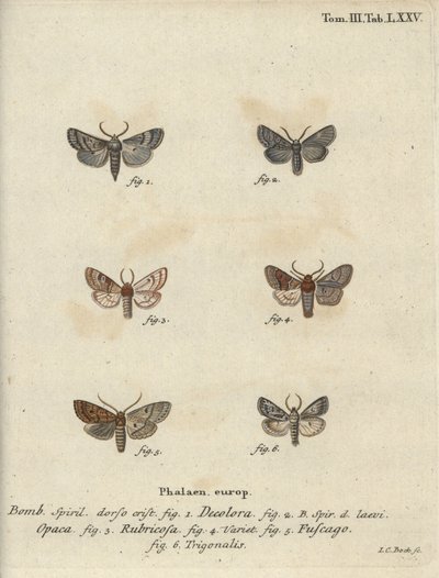 Tremor de terra em pó, castanha vermelha, traça de tijolo, etc. de Johann Carl Bock