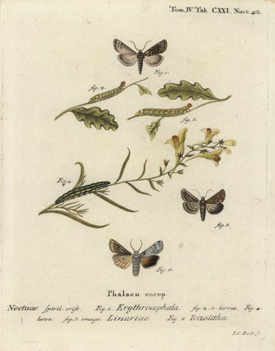 Castanha de cabeça vermelha, Conistra erythrocephala 1-4, brocado de toadflax, Calophasia lunula 5 e nó de ombro cinzento, Lithophane ornitopus 6. Gravura em chapa de cobre colorida à mão por Johann Carl Bock depois de Eugenius Johann Christoph Esper