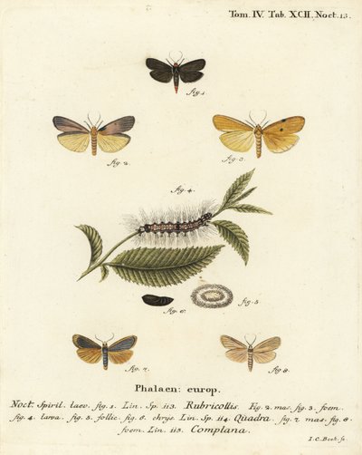 Criadouro de pescoço vermelho, Atolmis rubricollis 1,, Criadouro de quatro manchas, Lithosia quadra 2-6, e Criadouro de couro, Katha depressa 7,9. Gravura em chapa de cobre colorida à mão por Johann Carl Bock após Eugenius Johann Christoph Esper