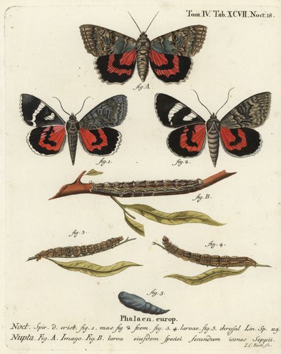 Traça vermelha debaixo da asa, Catocala nupta. Gravura em chapa de cobre colorida à mão por Johann Carl Bock depois do Die Schmetterlinge de Eugenius Johann Christoph Esper em Abbildungen nach der Natur, Erlangen. de Johann Carl Bock