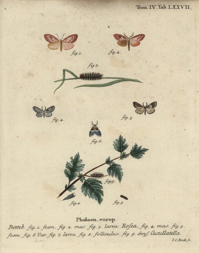 Um criado de libré cor-de-rosa e uma mariposa de pouca roupa. de Johann Carl Bock