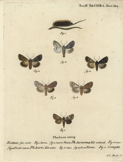 Punhal escasso, Acronicta auricoma 1-3, mariposa de sicómoro, Acronicta aceris, mariposa de noz-moscada 4,5, Hadula trifolii 6 e coroetas variadas, Hadena compta 7. Gravura em chapa de cobre colorida à mão por Johann Carl Bock após Die Schmetterling de Eug de Johann Carl Bock