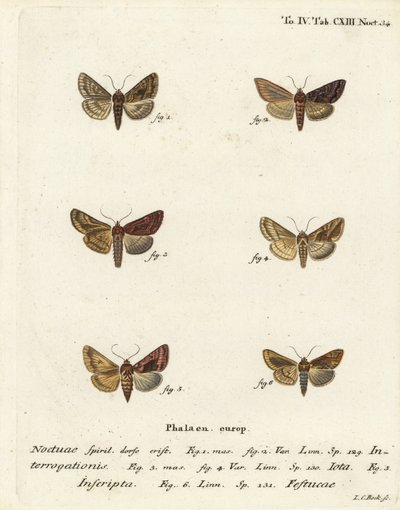 Scarce silver Y, Syngrapha interrogationis 1,2, plain golden Y, Autographa jota 3-5, gold spot, Plusia festucae 6. Gravura em chapa de cobre colorida à mão por Johann Carl Bock após Die Schmetterlinge de Eugenius Johann Christoph Esper, em Abbildungen nach de Johann Carl Bock