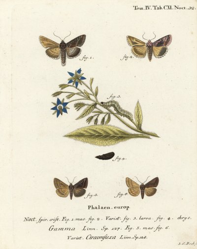 Traça Y de prata, Autographa gama 1-4 e traça Y Essex, Cornutiplusia circunflexa 5,6. Gravura em chapa de cobre colorida à mão por Johann Carl Bock após Eugenius Johann Christoph Esper