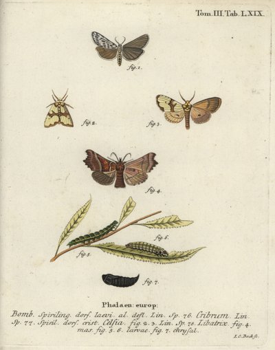Um criado de libré com manchas, Staurophora celsia e traça-anunciadora. de Johann Carl Bock