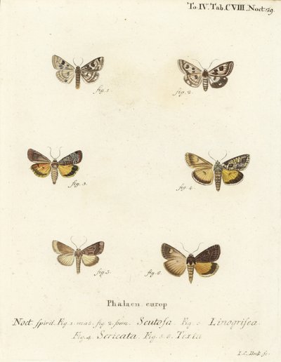 Trevo manchado, Schinia scutosa 1,2, Epilecta linogrisea 3, Guernsey underwing, Polyphaenis sericata 4, e Thalpophila matura 5,6. Gravura em chapa de cobre colorida à mão por Johann Carl Bock após Die Schmette de Eugenius Johann Christoph Esper de Johann Carl Bock