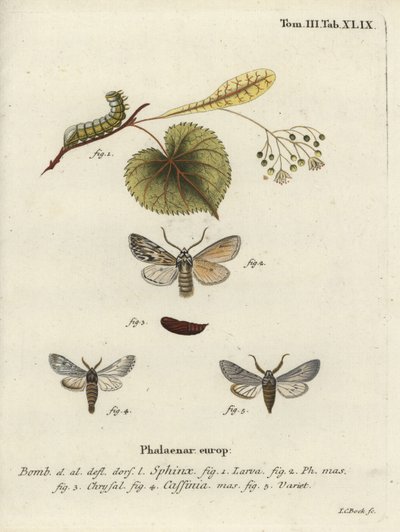 Traça da pulverização, esfinge do asteroscópio. de Johann Carl Bock