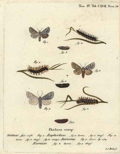 Traça-vermelha doce, Acronicta euphorbiae 1-5, adaga escassa, Acronicta auricoma 6, e traça do capim, Acronicta rumicis 7-9. Gravura em chapa de cobre colorida à mão por Johann Carl Bock após Eugenius Johann Christoph Esper