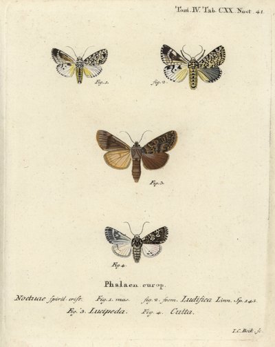Trichosea ludifica 1,2, rústica do sul, Rhyacia lucipeta 3, e Lamprosticta culta 4. Gravura em chapa de cobre colorida à mão por Johann Carl Bock depois de Eugenius Johann Christoph Esper
