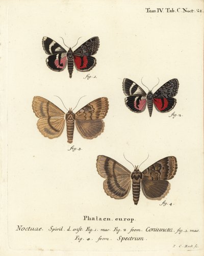 Traça inferior, Catocala coniuncta 1,2, e Apopestes espectro 3,4. Espectro Noctua coniuncta, espectro Noctua. Gravura em chapa de cobre colorida à mão por Johann Carl Bock após Die Schmetterlinge de Eugenius Johann Christoph Esper em Abbildungen nach der N de Johann Carl Bock