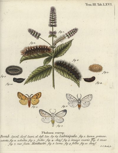 ermina branca, Spilosoma lubrificipeda. de Johann Carl Bock