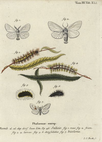 Cetim branco e mariposas brancas proeminentes. de Johann Carl Bock