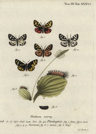 Traça tigre da madeira, Parasemia plantaginis. de Johann Carl Bock