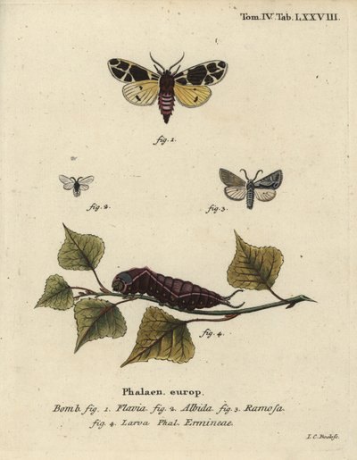 Traça tigre amarela, larva eremina branca, etc. de Johann Carl Bock