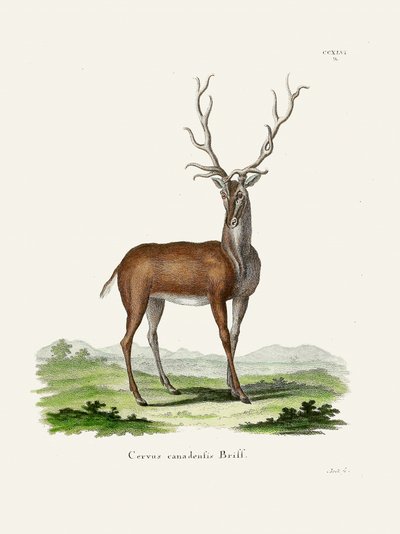 Alce  Por Johann Christian Daniel Von Schreber. de Johann Christian Daniel Von Schreber